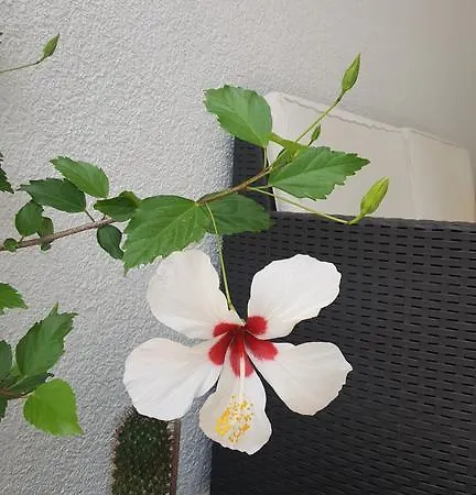 Hibiscus ブドヴァ