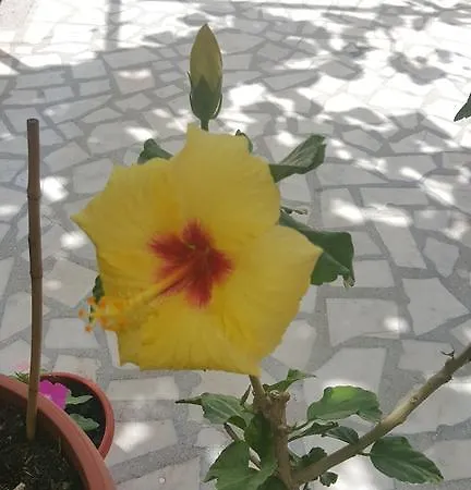 Hibiscus