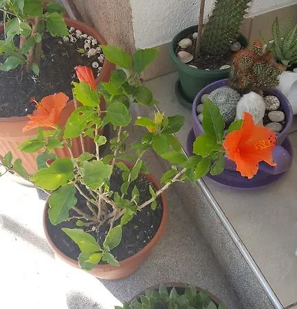 Maison d'hôtes Hibiscus 3*